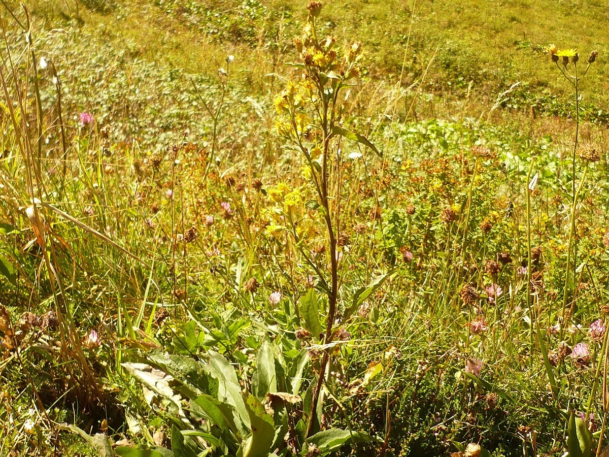 Solidago virgaurea subsp. minuta (Asteraceae)